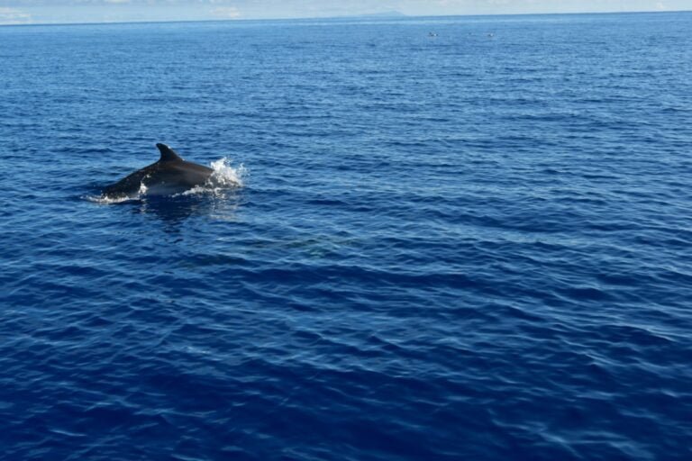 dolphin_watching_oceaneye_azores