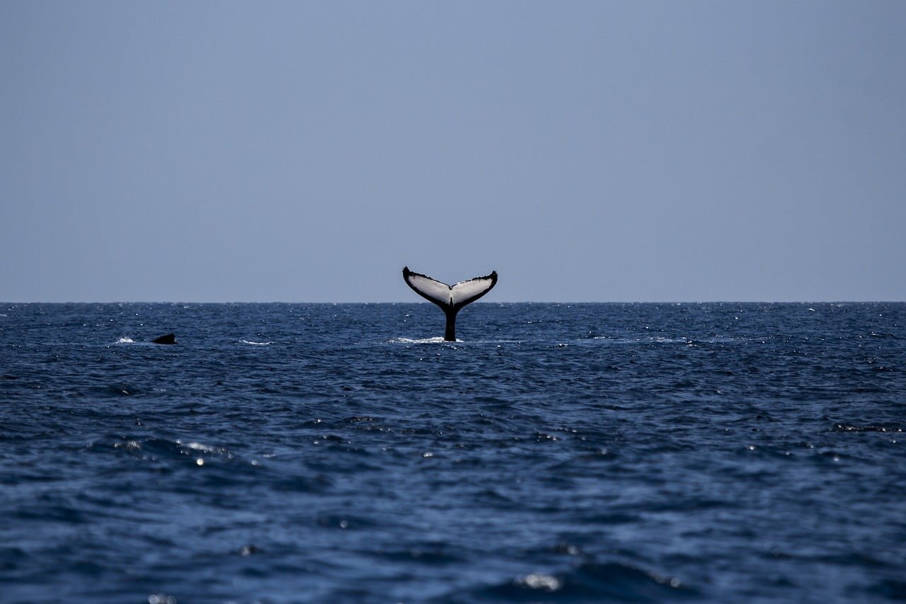 whale_watching_oceaneye_azores2
