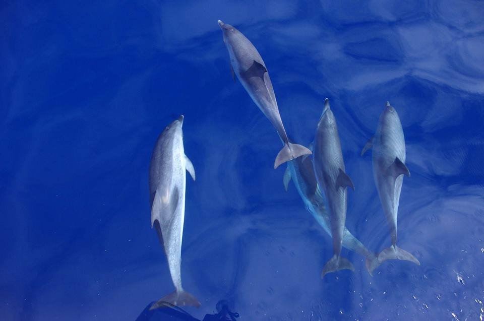 dolphins swimming azores